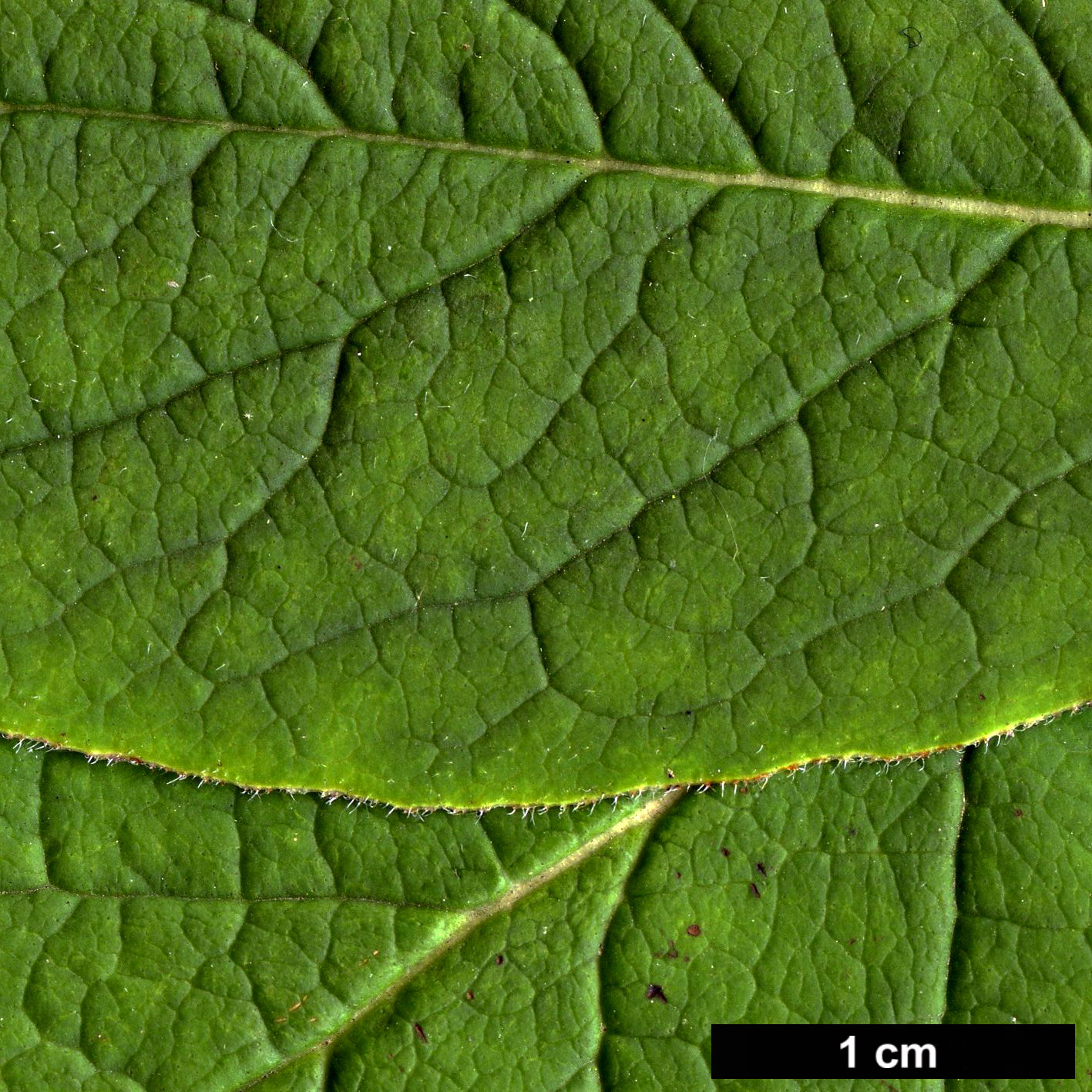 High resolution image: Family: Oleaceae - Genus: Syringa - Taxon: villosa - SpeciesSub: subsp. wolfii